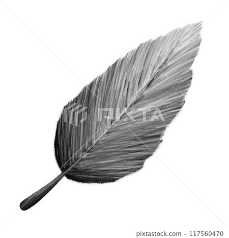 Feather black and white isolated illustration Feather black and white isolated illustration 117560470