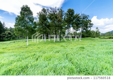 Plateau of early summer Plateau of early summer 117560518