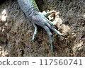 Big lizard legs 117560741