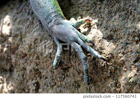 Big lizard legs 117560741