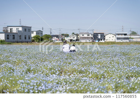 父母和孩子坐在盛開的粉紅蝶花中間 父母和孩子坐在盛開的粉紅蝶花中間 117560855