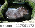 Capybara taking a half-body bath 117561172