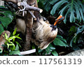 Sloth eating a carrot 117561319