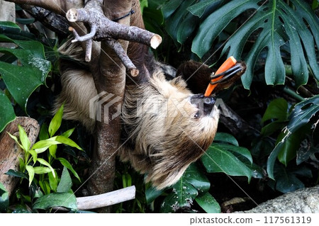 Sloth eating a carrot 117561319