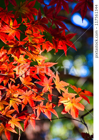 Beautiful autumn foliage on Momijiyama in Omachi Park (Omachi Nature Observation Park), Ichikawa City, Chiba Prefecture 117561344