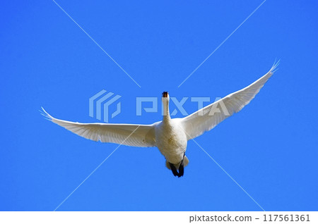 我支持你。 117561361