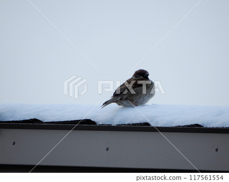 麻雀棲息在屋頂上 117561554
