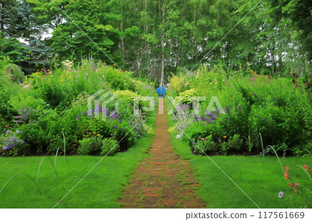 上野農場的初夏景色，各種野花盛開 117561669