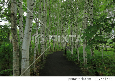 A refreshing view of a birch path in Hokkaido A refreshing view of a birch path in Hokkaido 117561678