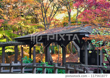 Omachi Park, Seseragi Garden, Beautiful Autumn Leaves (Omachi Nature Observation Garden), Ichikawa City, Chiba Prefecture Omachi Park, Seseragi Garden, Beautiful Autumn Leaves (Omachi Nature Observation Garden), Ichikawa City, Chiba Prefecture 117561877