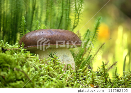Close-up of a bay bolete mushroom growing on a mossy forest 117562505
