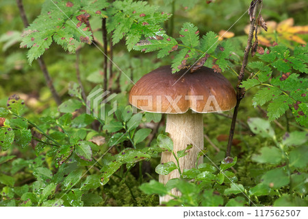 Wild cep mushroom growing in a lush green forest surrounded by leafy plants 117562507
