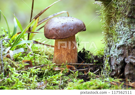 Pinewood king bolete mushroom growing in moss 117562511