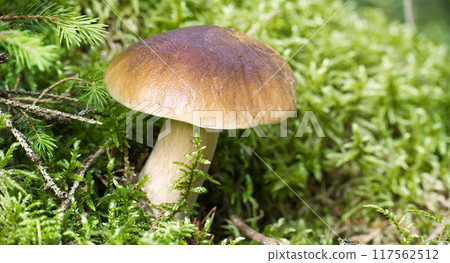 Close-up of wild penny bun mushrooms growing among mossy forest floor 117562512