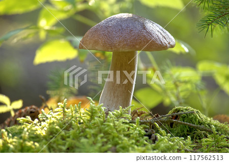 cep mushroom growing in a lush forest environment with sunlight filtering through the trees cep mushroom growing in a lush forest environment with sunlight filtering through the trees 117562513
