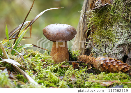 Boletus pinophilus mushroom growing in the woods 117562519