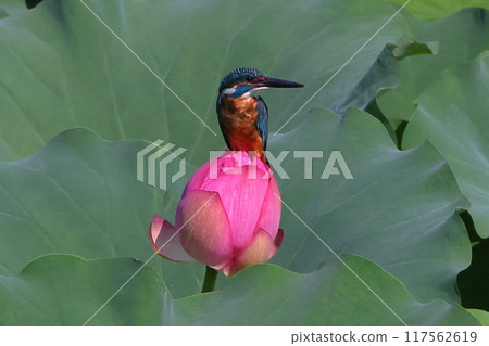 A kingfisher resting on an ancient lotus bud in the lotus pond at Shimoyatsubayashi Heisei no Mori Park in Kawajima-cho, Hiki-gun, Saitama Prefecture A kingfisher resting on an ancient lotus bud in the lotus pond at Shimoyatsubayashi Heisei no Mori Park in Kawajima-cho, Hiki-gun, Saitama Prefecture 117562619