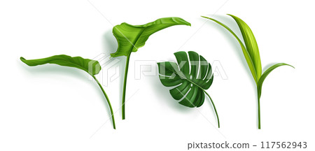 Green realistic tropical leaves 117562943
