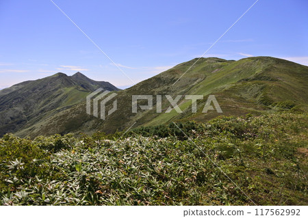 Asahi faces 117562992