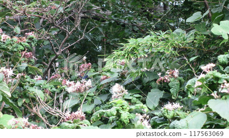 Swallowtail butterflies gracefully flitting through the forests of Cape Shiiya Swallowtail butterflies gracefully flitting through the forests of Cape Shiiya 117563069