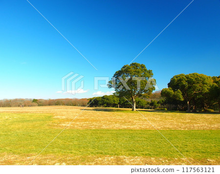 Winter scenery of Mizumoto Park with grassland and camphor trees 117563121