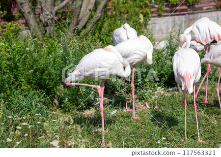 A flock of colorful flamingos searches for food in the grass A flock of colorful flamingos searches for food in the grass 117563321