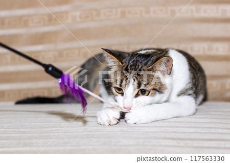 A playful cat is happily playing with a feather toy on a couch A playful cat is happily playing with a feather toy on a couch 117563330