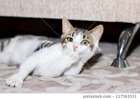 A fluffy cat is comfortably laying on a soft rug beneath a couch A fluffy cat is comfortably laying on a soft rug beneath a couch 117563331