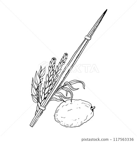 Sukkot traditional symbols line vector illustration for Netilat Lulav. Black and white four species etrog, hadass, aravah or willow and myrtle branches, citron, palm frond for Jewish holiday ritual 117563336