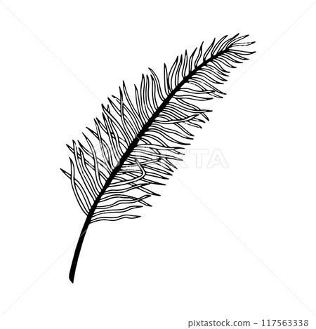 Black and white tropical palm leaf of Acrocomia line vector illustration. Jungle, botanical ink sketch for summer floral designs. Hand drawn Anthurium for coloring books 117563338