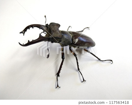 Miyamagiwagata(男) Miyamagiwagata(男) 117563418