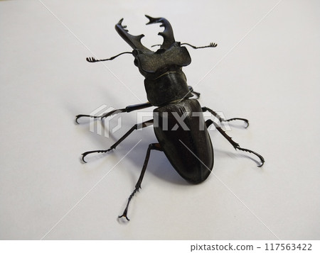 Miyamagiwagata (male) 117563422