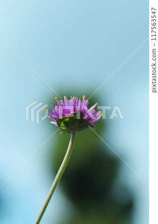 一朵百合花向著天空綻放 一朵百合花向著天空綻放 117563547
