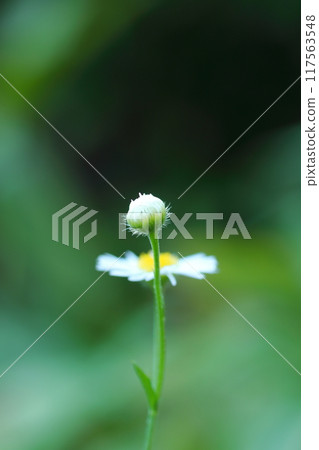 白色粳稻的芽 白色粳稻的芽 117563548