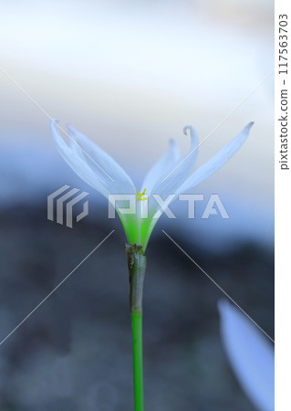沐浴秋光的玉簾花 沐浴秋光的玉簾花 117563703
