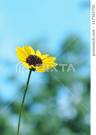 開花往藍天的向日葵 開花往藍天的向日葵 117563705