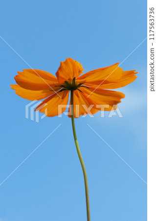 Yellow cosmos shining against the blue sky 117563736