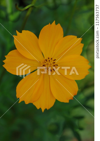 Aerial view of yellow cosmos 117563737