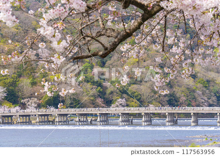 Spring in Arashiyama, Kyoto: Cherry blossoms in full bloom and Togetsukyo Bridge 117563956