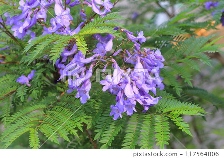 Purple jacaranda flowers Purple jacaranda flowers 117564006