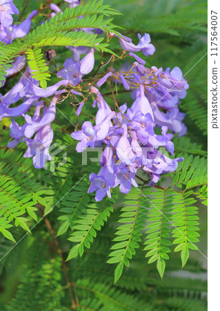 Purple jacaranda flowers Purple jacaranda flowers 117564007