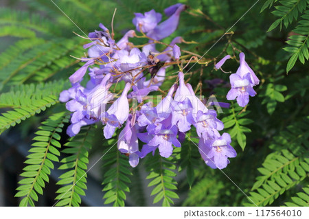Purple jacaranda flowers 117564010