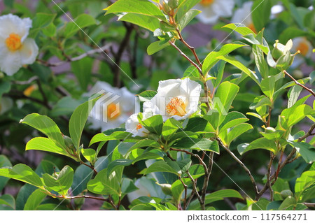 White summer camellia (Japanese stewartia) flower 117564271