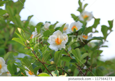 White summer camellia (Japanese stewartia) flower 117564273