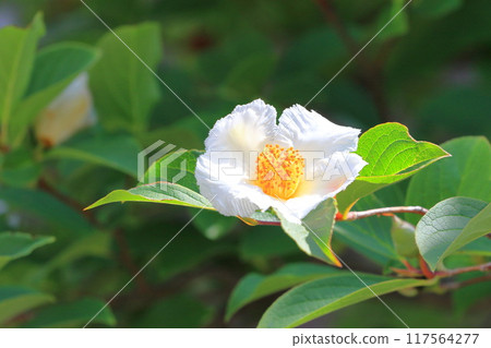White summer camellia (Japanese stewartia) flower 117564277