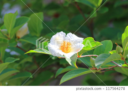 White summer camellia (Japanese stewartia) flower White summer camellia (Japanese stewartia) flower 117564278