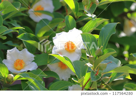 White summer camellia (Japanese stewartia) flower White summer camellia (Japanese stewartia) flower 117564280