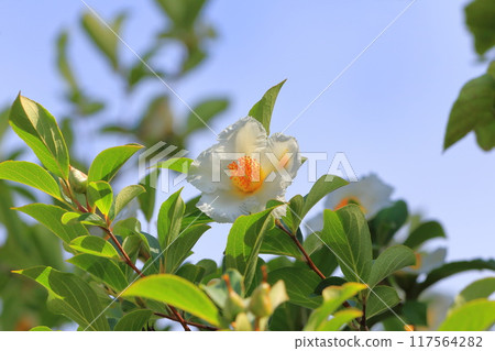 White summer camellia (Japanese stewartia) flower 117564282