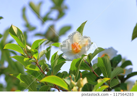 白夏山茶花 117564283