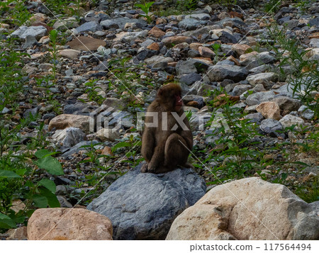 Wild monkeys coming down to the riverbank, Omachi City, Nagano Prefecture 117564494